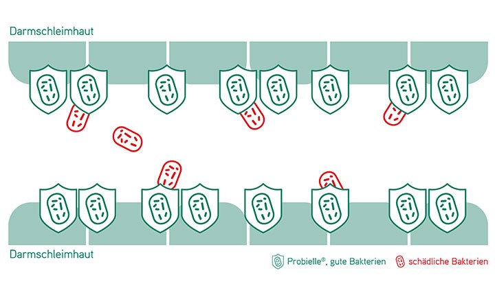 Schaubild von schlechten und guten Bakterien Schlechte und gute Bakterien im Darm